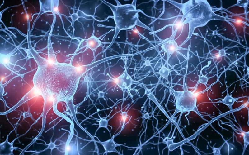 Descobertos neurónios que regulam níveis de açúcar no sangue