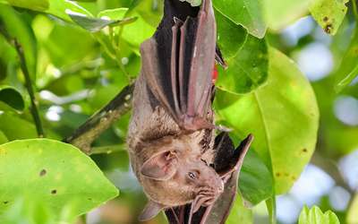 Morcegos podem guardar segredo evolutivo para evitar o cancro