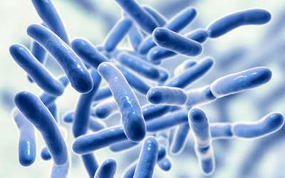 Bactérias intestinais influenciam gravidade de doença diarreica