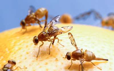 Estudo em moscas confirma teoria dos cientistas sobre o açúcar