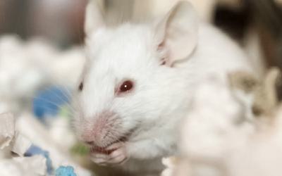 Estudo revela que a psilocibina reduz a dor crónica em ratinhos