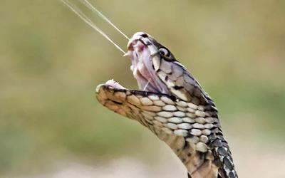 Desenvolvido antiveneno universal para toxinas letais de cobra