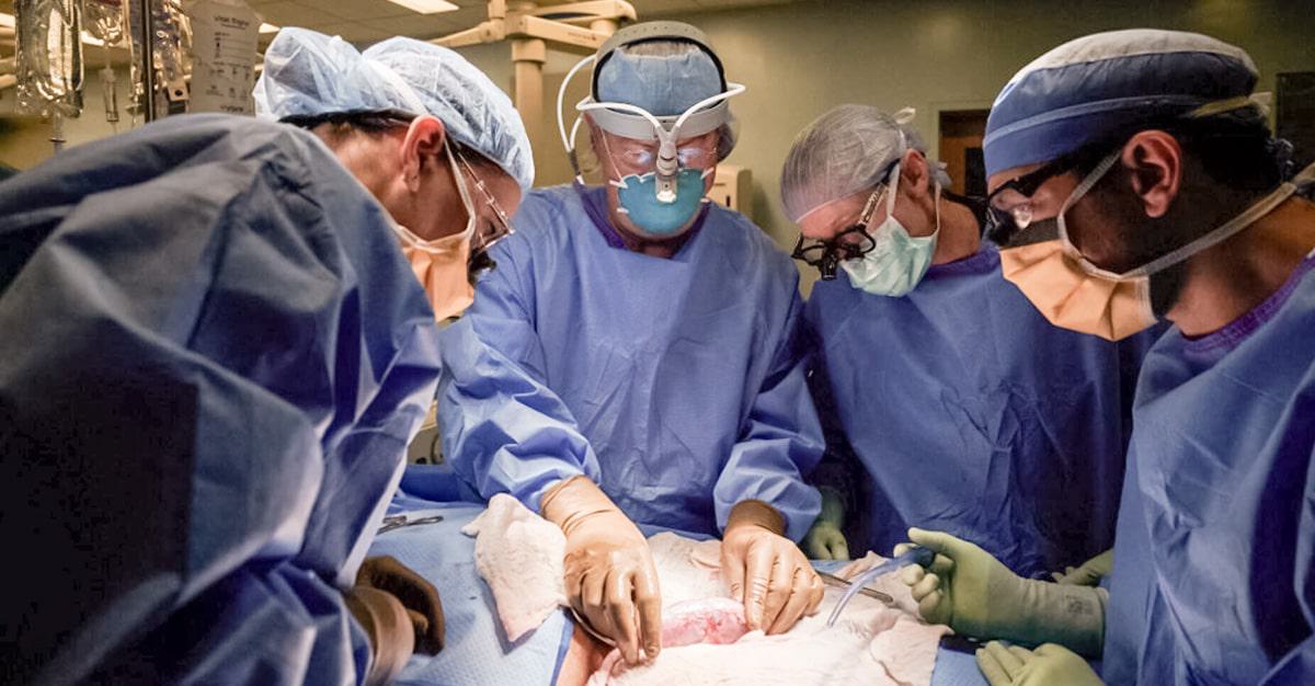Implantado rim de porco em primeiro paciente humano vivo