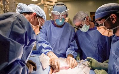 Implantado rim de porco em primeiro paciente humano vivo