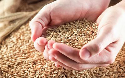 Gérmen de trigo: os benefícios da parte mais nobre do cereal