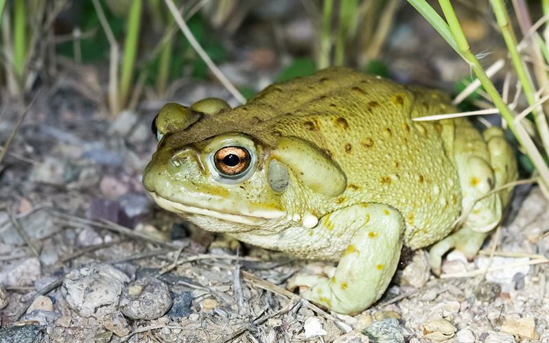 Cientistas avaliam potencial de veneno de sapo para a depressão Cientistas avaliam potencial de veneno de sapo para a depressão