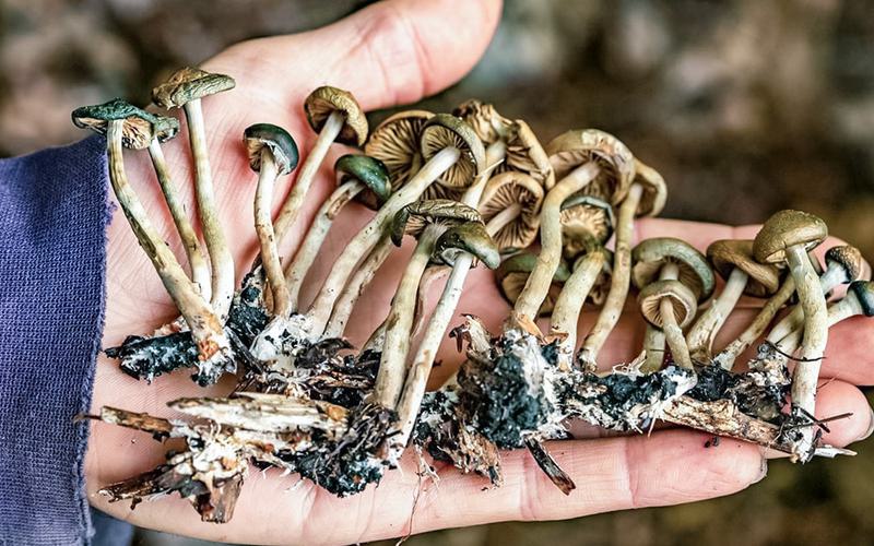 Cogumelos mágicos podem tratar depressão resistente a fármacos Cogumelos mágicos podem tratar depressão resistente a fármacos