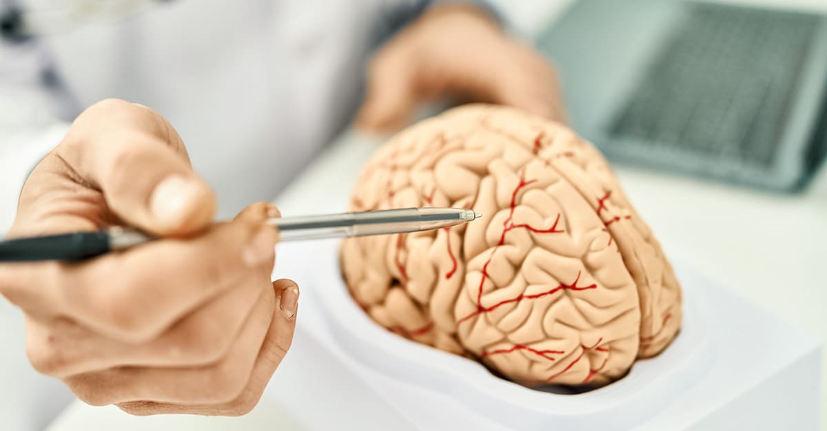 Notícias - Cientistas descobrem os caminhos neurais da comunicação