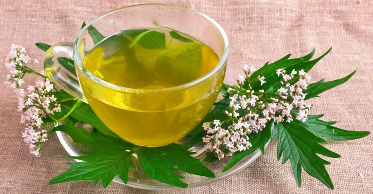 Notícias - Valeriana promove relaxamento muscular e é eficaz contra insónias