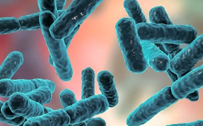 Bactérias no intestino grosso podem ajudar a prevenir obesidade