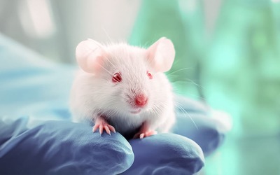 Fármaco para insónias pode prevenir aparecimento de Alzheimer