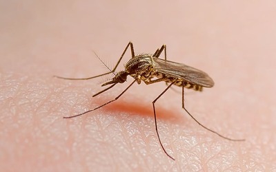 Ciência revela as cores que mais atraem os mosquitos