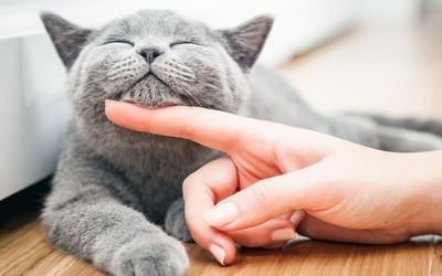 Ter um gato diminui significativamente o risco cardiovascular