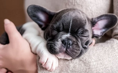 Neurociência revela benefícios de acariciar animais de companhia