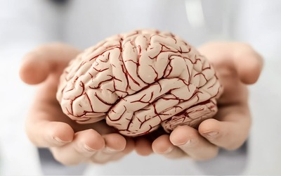 Cérebro atinge o seu desempenho máximo mesmo após os 55 anos