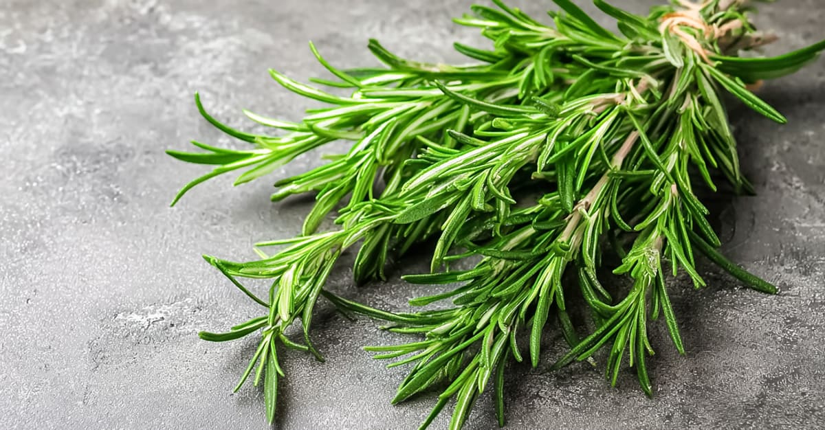 Notícias - Composto do alecrim promoveu regeneração da pele após lesões