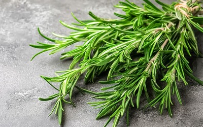 Composto do alecrim promoveu regeneração da pele após lesões