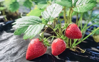 Notícias - Folhas do morango auxiliam na digestão e promovem longevidade