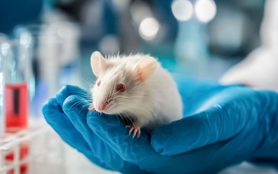 Falta de ferro na dieta prejudica capacidade de combater a gripe