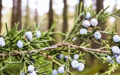 Zimbro previne pedras nos rins e baixa a pressão arterial