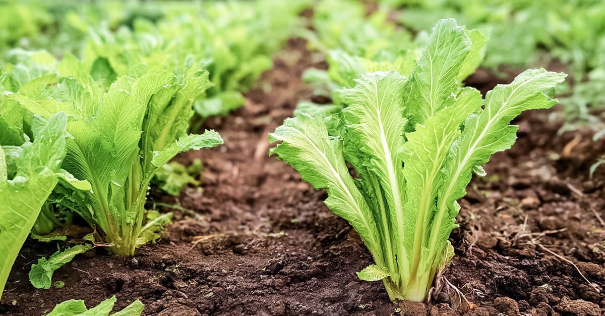 Notícias - Chicória, a alternativa para quem quer abandonar a cafeína