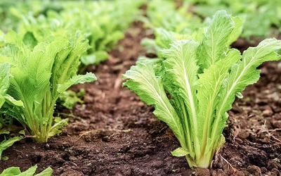 Chicória, a alternativa para quem quer abandonar a cafeína