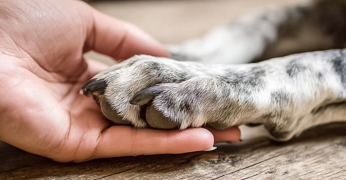 Notícias - Estudo analisa forma como se encara perda do animal de estimação
