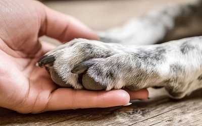 Estudo analisa forma como se encara perda do animal de estimação