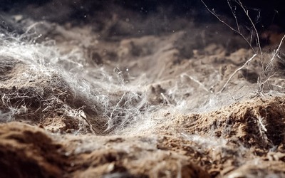 Nova proteína sustentável poderá substituir a carne e o peixe