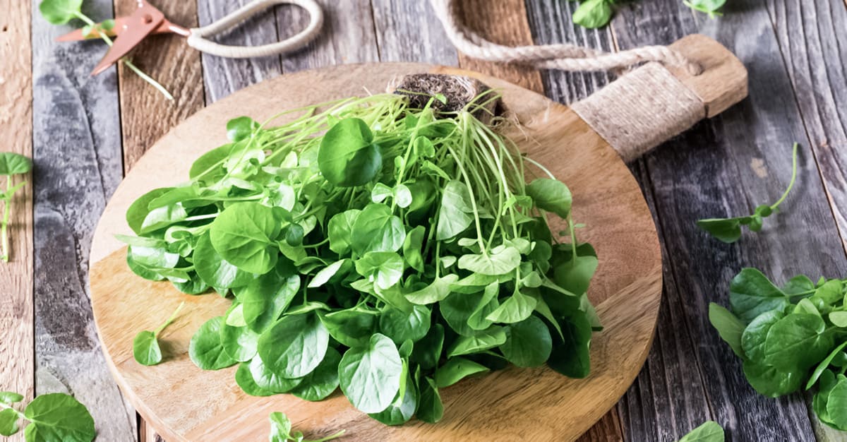 Notícias - Sabe qual é o vegetal anti-envelhecimento número 1 do mundo?