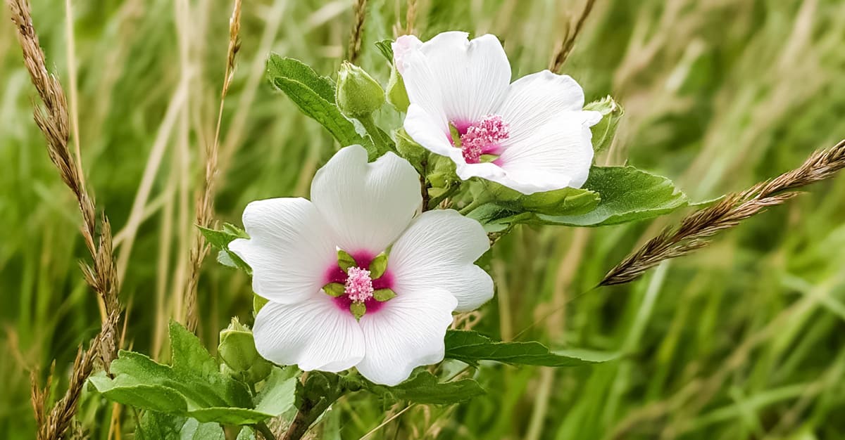 Notícias - Malvaísco alivia a tosse, melhora a digestão e protege a pele