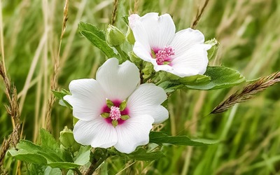 Malvaísco alivia a tosse, melhora a digestão e protege a pele