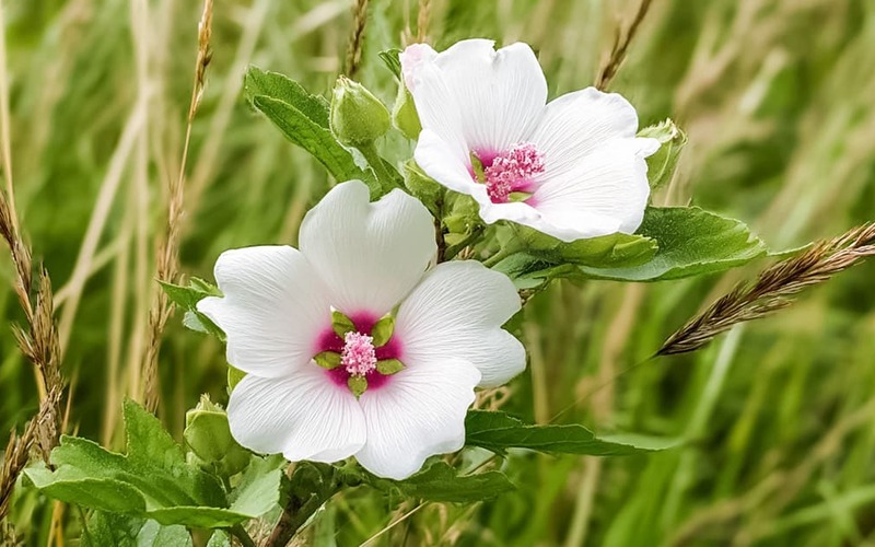 Malvaísco alivia a tosse, melhora a digestão e protege a pele Malvaísco alivia a tosse, melhora a digestão e protege a pele