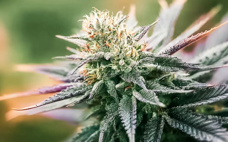 Estudo mostra forte ligação entre canábis, ansiedade e depressão Estudo mostra forte ligação entre canábis, ansiedade e depressão