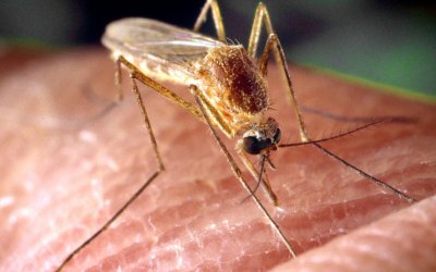 Andaluzia em estado de alerta por causa do Vírus do Nilo Ocidental